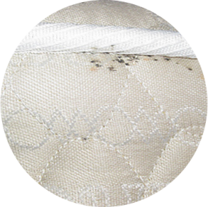 Faecal spots created by bed bugs