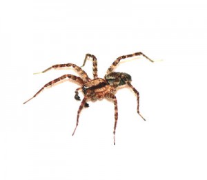 House Spider