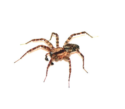 House Spider